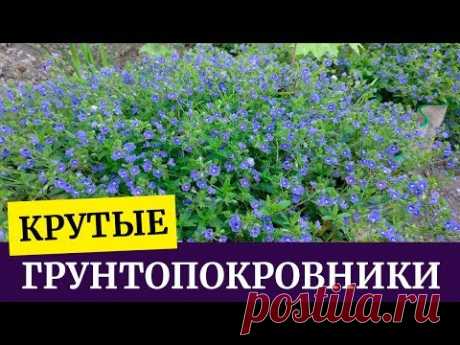 Крутые грунтопокровники. Флокс шиловидный, Вероники, Ясколка