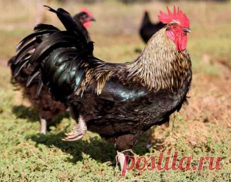 Интересные факты о смеющихся петухах | Оригинальные новости