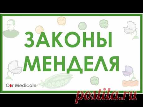 Законы Менделя - менделевская или классическая генетика