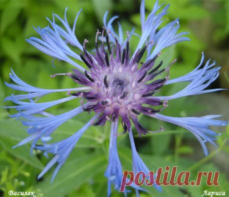 Вести из сада . Цветы первой половины июня 2017 года