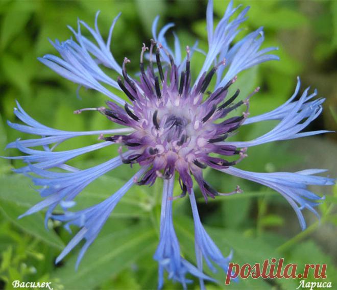 Вести из сада . Цветы первой половины июня 2017 года