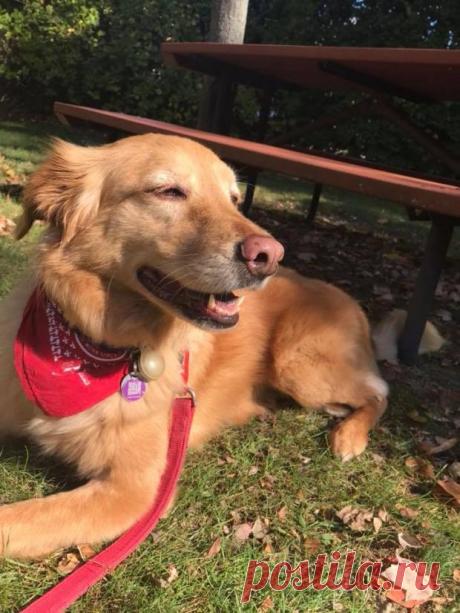 Забавное видео: золотистый ретривер с сырым куриным яйцом во рту стал звездой Сети