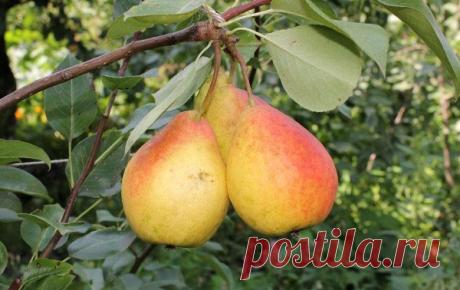 Груша Северянка: описание сорта, фото, отзывы Груша Северянка: описание сорта, фото, отзывы. Рекомендации по выращиванию и уходу.