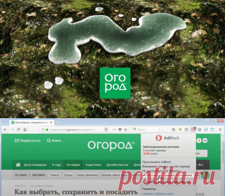 Школа Огорода: триходерма – что это за гриб, как и когда его применяют | Удобрения и стимуляторы (Огород.ru)
