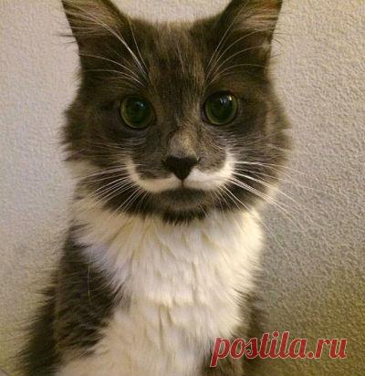 Шутка природы или метка уникальности?