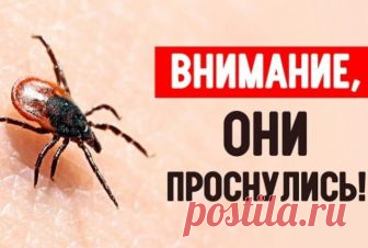 Простой трюк будет держать кровососущих клещей подальше от тебя всё лето Долгожданное лето несет с собой не только жаркое солнце и теплый ветерок, но и усиление активности кровососущих клещей — мелких членистоногих класса паукообразных, которые являются переносчиками опасн…
