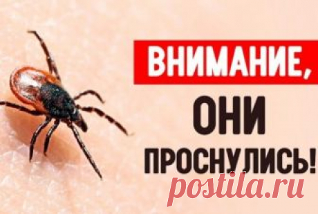 Простой трюк будет держать кровососущих клещей подальше от тебя всё лето Долгожданное лето несет с собой не только жаркое солнце и теплый ветерок, но и усиление активности кровососущих клещей — мелких членистоногих класса паукообразных, которые являются переносчиками опасн…