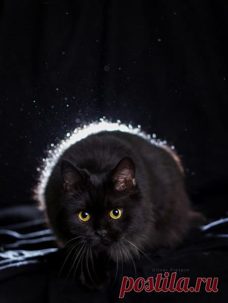 Фото Черная кошка на черном фоне, страница