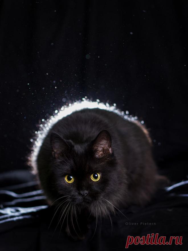 Фото Черная кошка на черном фоне, страница