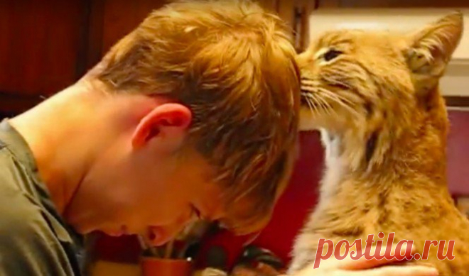 Рысь – вот это домашний котик!!! Дикие лесные погорельцы спят на диване и обнимаются с детьми. Видео! | Мур ТВ