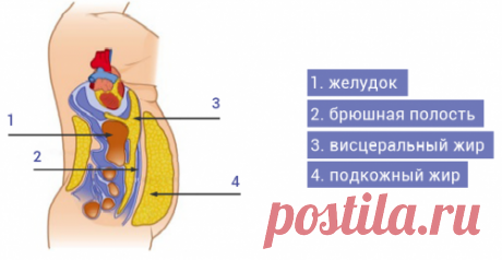 Почему растет живот?