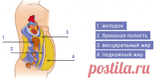 Почему растет живот?