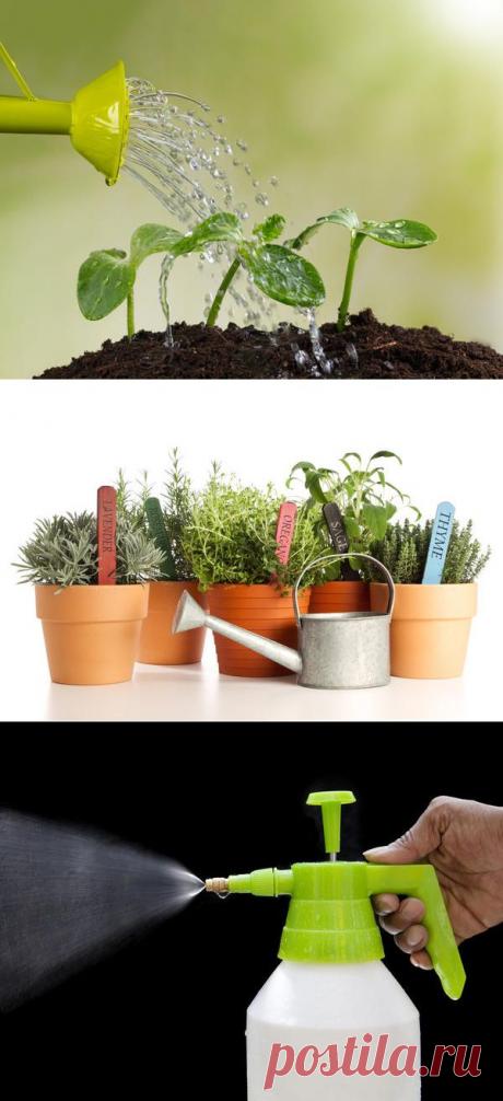 Особенности полива растений в домашнем огороде / домашний огород / 7dach.ru