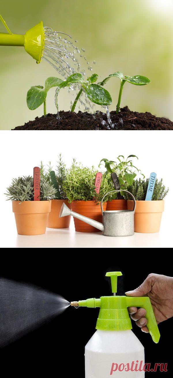 Особенности полива растений в домашнем огороде / домашний огород / 7dach.ru