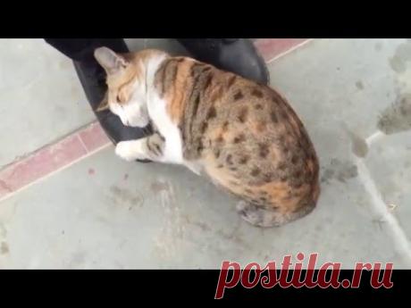 Indian Cat - Purring Meowing