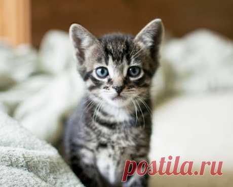 Что умеет мой кот | Я и дача | Яндекс Дзен