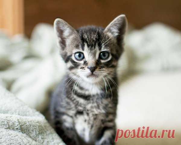 Что умеет мой кот | Я и дача | Яндекс Дзен