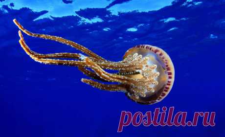 30 фото медуз — самых невероятных морских обитателей