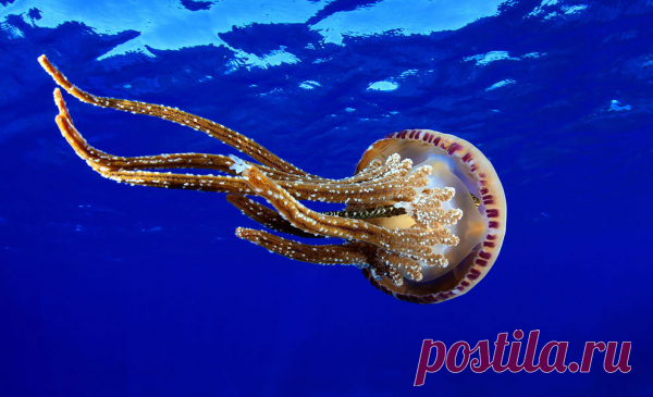 30 фото медуз — самых невероятных морских обитателей