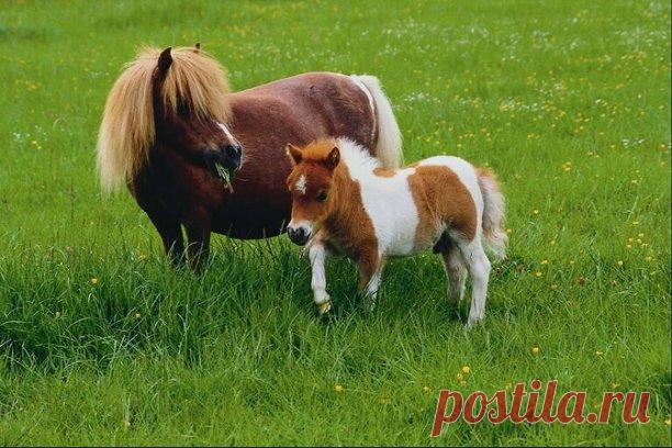 КТО РОДИЛСЯ СЕГОДНЯ?

 2 сентября
Ваш тотем Пони.