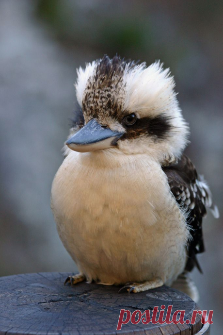 Kookaburra | Flickr - Photo Sharing!