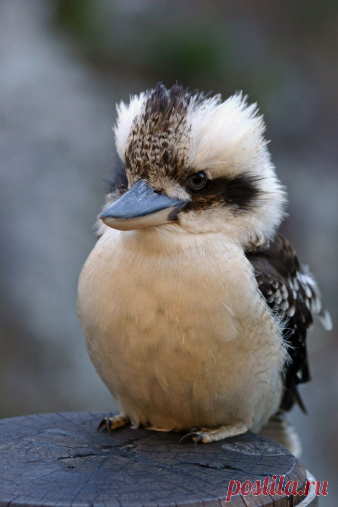Kookaburra | Flickr - Photo Sharing!