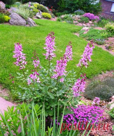 Ясенец белый (Dictamnus albus)
Опасный, но прекрасный Диктамнус, или Ясенец. Неопалимая купина. Выращивание из семян, уход. Фото - Ботаничка.ru