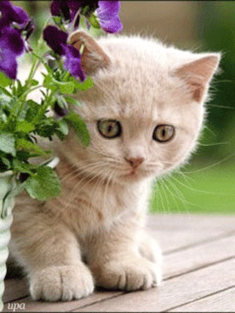 Котяшки - анимашки