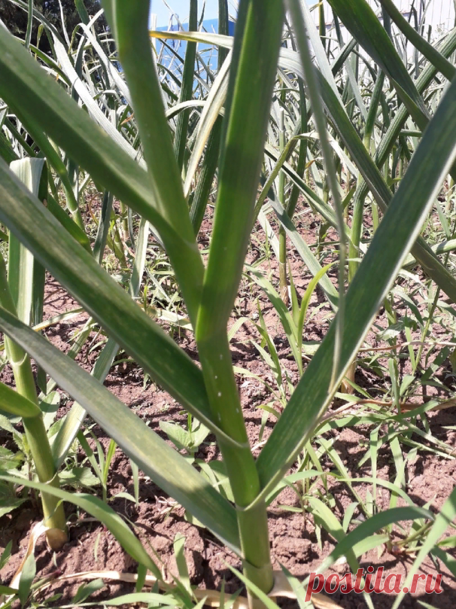 Простой прием, от которого чесночные головки быстро увеличиваются в размере | Сад, дом, огород | Яндекс Дзен