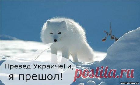 Северный зверек для Украины