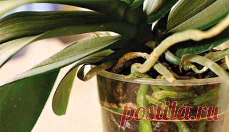 Воздушные корни у орхидеи: что делать и можно ли их обрезать