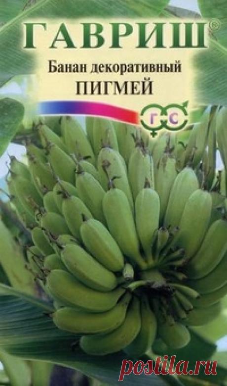 Банан декоративный "Пигмей" (3 штуки)