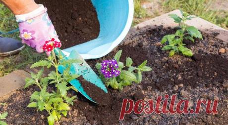 Вербена выращивание из семян: когда сажать