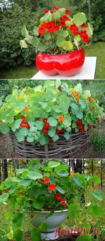 Посадка настурции рассадой и семенами в открытый грунт | Дача - впрок