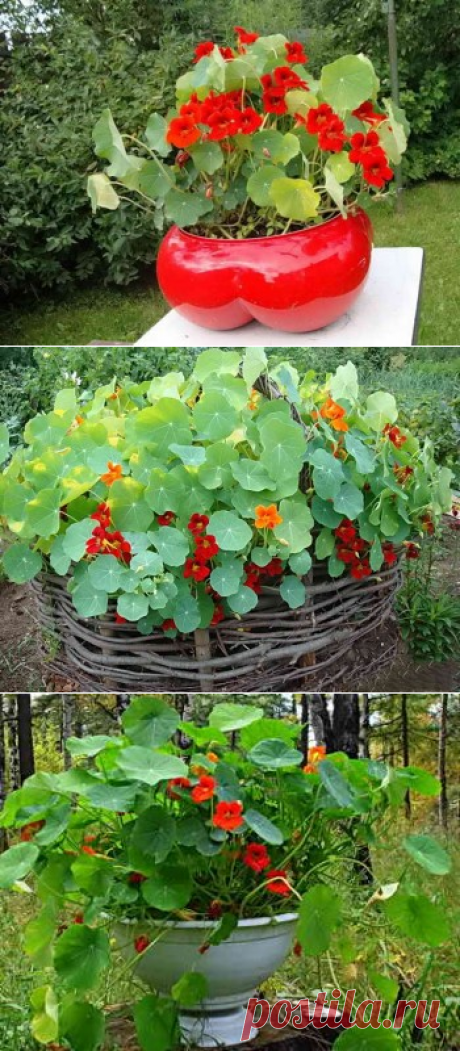 Посадка настурции рассадой и семенами в открытый грунт | Дача - впрок