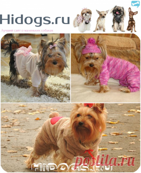 Одежда для йорка.