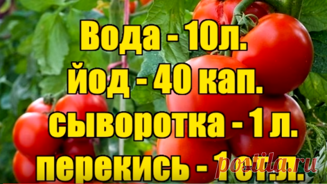 КАК ЗАБЫТЬ О ФИТОФТОРОЗЕ НАВСЕГДА....
Берём на заметку!