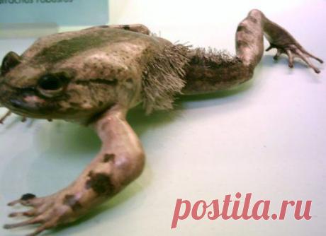 Топ-25 животных с самыми странными защитными механизмами | Разно Всяко