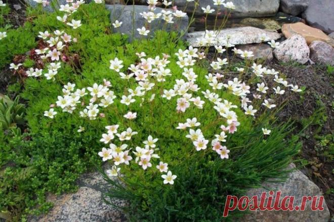 #почвопокровники 
КАМНЕЛОМКА АРЕНДСА – это многолетнее красивое растение, похожее на мох. Посадив на одном месте небольшую куртинку такой камнеломки, через пару лет вы получите целые «подушки» или «ковры» из множества тонких побегов высотой 3-10 см.

На верхушках находятся розетки из мелких, пальчато-рассеченных листьев. Обильно цветет в мае - июне. Окраска цветков может быть белая, розовая, вишневая, пурпурная. Тонкие цветоносы возвышаются над листьями.

Растение холодост...