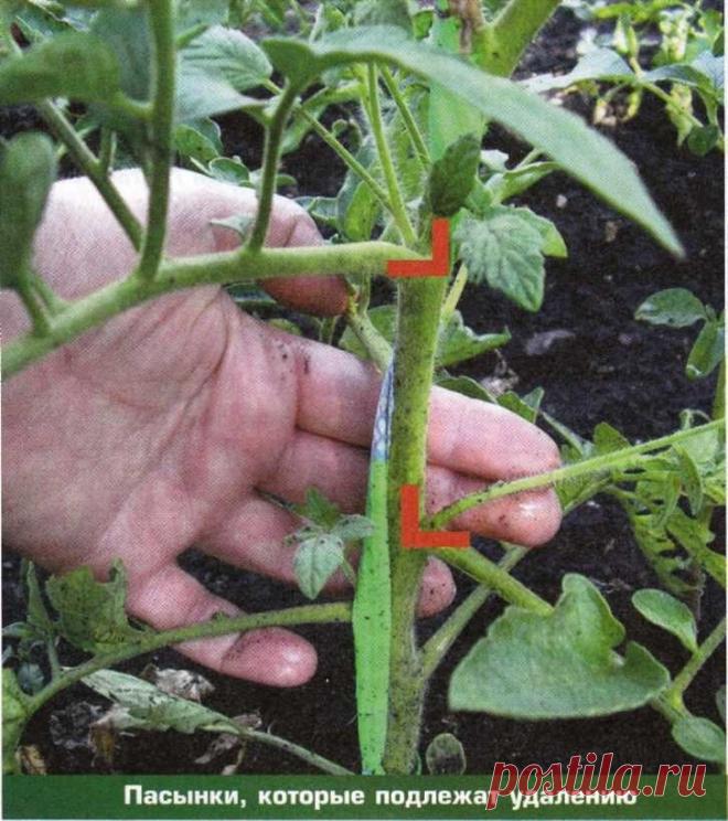 САДОВАЯ ФЕЯ - Дача. Сад и Огород