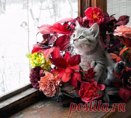 В доме, где есть кошка, других украшений не нужно... Арт-фотограф - Nateletro