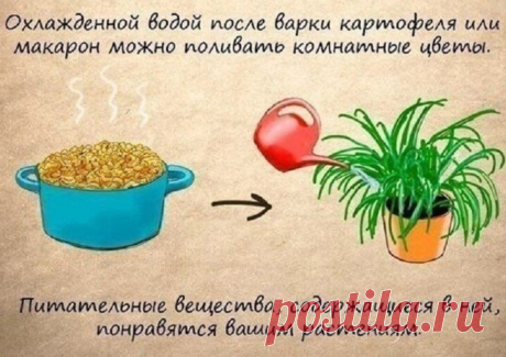 Огород, сад, балкон