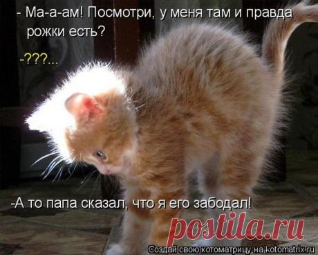 Лучшие котоматрицы недели / Питомцы