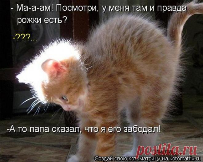 Лучшие котоматрицы недели / Питомцы