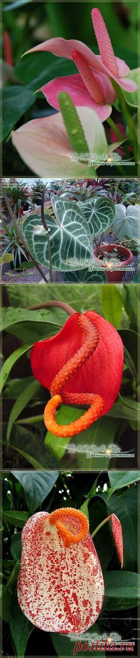 Антуриум (Anthurium) уход в домашних условиях.