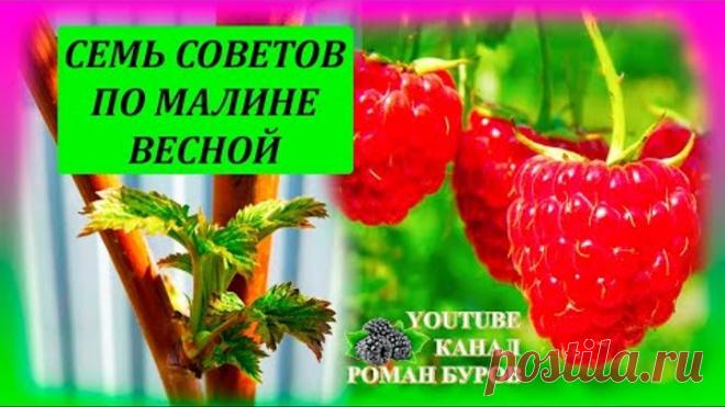 СЕМЬ советов по МАЛИНЕ весной для большого урожая летом. Как выращивать малину на даче весной.