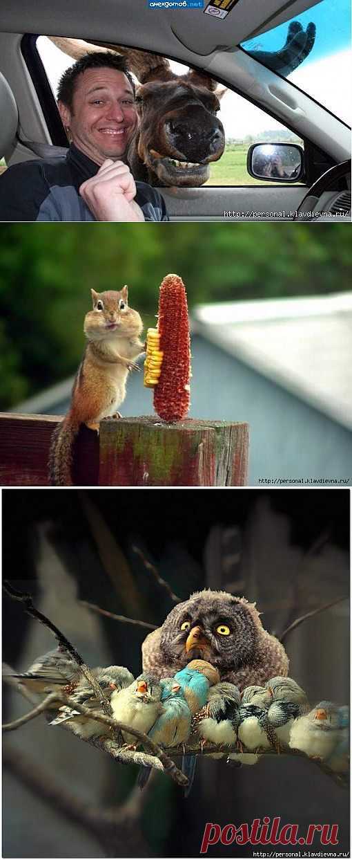 Живность классная 519..