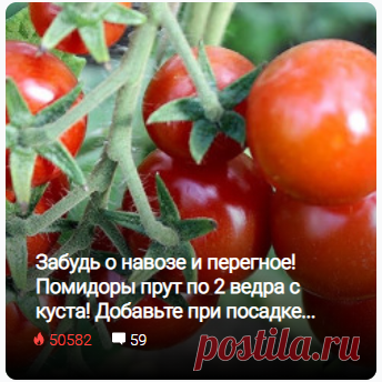 Забудь о навозе и перегное! Помидоры прут по 2 ведра с куста! Добавьте при посадке...