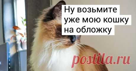 17 фотогеничных животных, которые могли бы хоть сейчас подписать контракт с Vogue Если бы все эти животные не были так заняты своими «делами», а решили податься в модели, их ждала бы головокружительная карьера. Им не нужно говорить, как повернуть голову и какую позу принять. Любому из них — от филиппинской гарпии до кенийского леопарда — это известно с самого рождения.