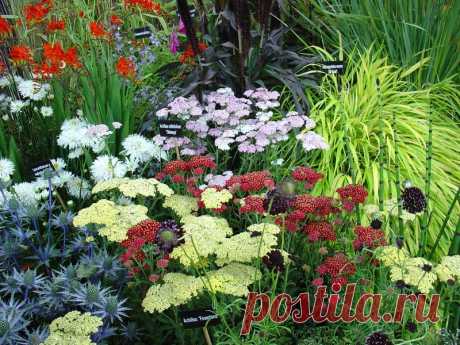 Однолетники для цветника